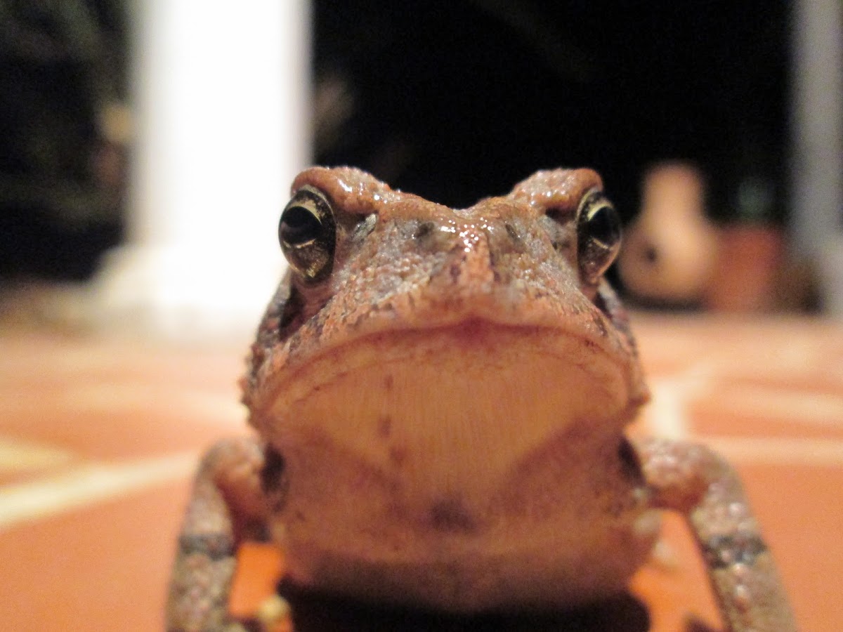 woodhouse's toad