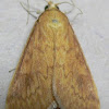 American Lotus Borer Moth
