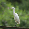 Cattle Egret