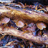 brown cap mushroom