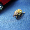 Cuclín, june or may beetle