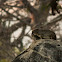 Yellow-spotted rock hyrax