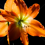 Hello Spring by Monzur Sazid Ahmed -  