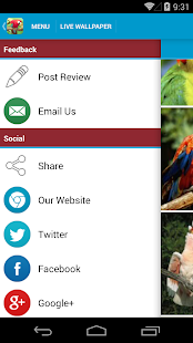 Amazing Parrots Wallpapers Screenshots 6