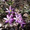 Crocus