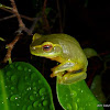 Dainty Green Tree Frog