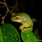 Dainty Green Tree Frog