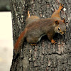 American Red Squirrel