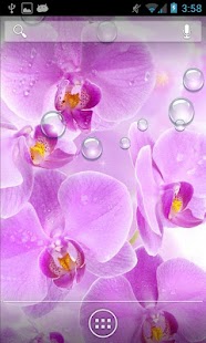 蘭花泡沫