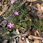 Trailing Phlox