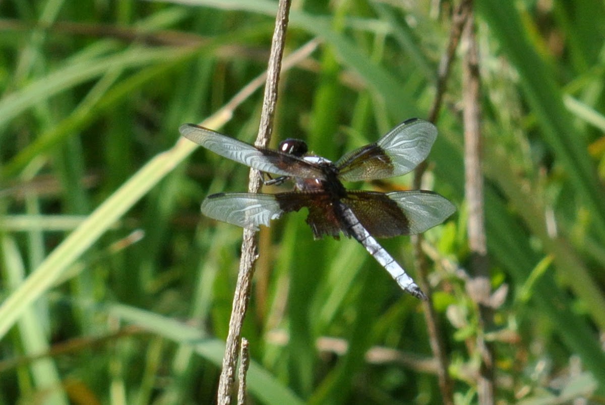 Widow Skimmer Dragonfly (male)