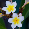 Plumeria or Frangipani