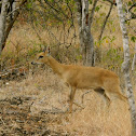 Four Horned Antelope