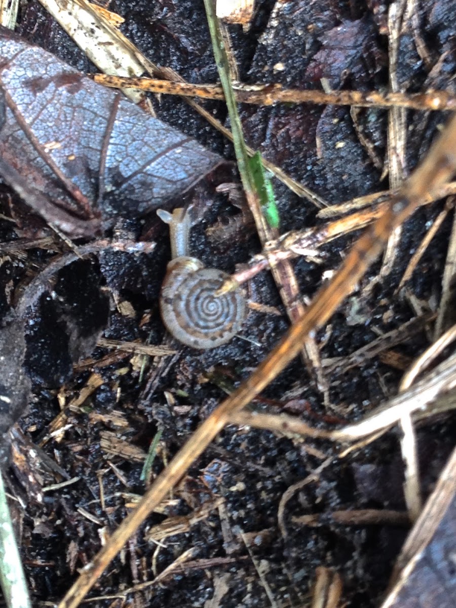 Flatcoil Snail