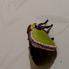 slug moth