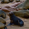 South African fur seal