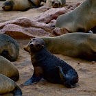 South African fur seal