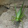 Broad tipped conehead katydid