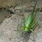 Broad tipped conehead katydid