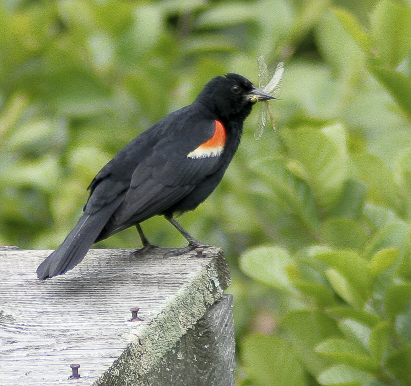 Red Wing-Blackbird