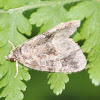 scaly moth