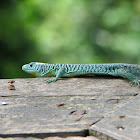 Cope's Spinytail Lizard