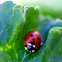 SEVEN-SPOTTED LADY BEETLE
