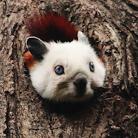 Red and White Giant Flying Squirrel