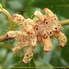 Limacodidae caterpillar