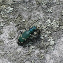 Northern Barrens Tiger Beetle