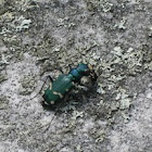 Northern Barrens Tiger Beetle