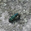 Northern Barrens Tiger Beetle