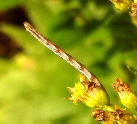 Common Eupithecia