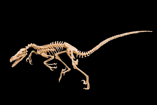 Dead in combat! Velociraptor mongoliensis