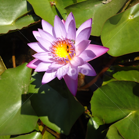 by Deepti Rokade - Flowers Single Flower