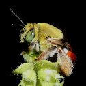 Centris bee