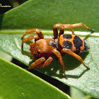Orange and black jumping spider