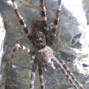 Giant water spider