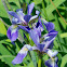 Blue Flag Irises