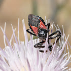 Red and Black Assassin Bug