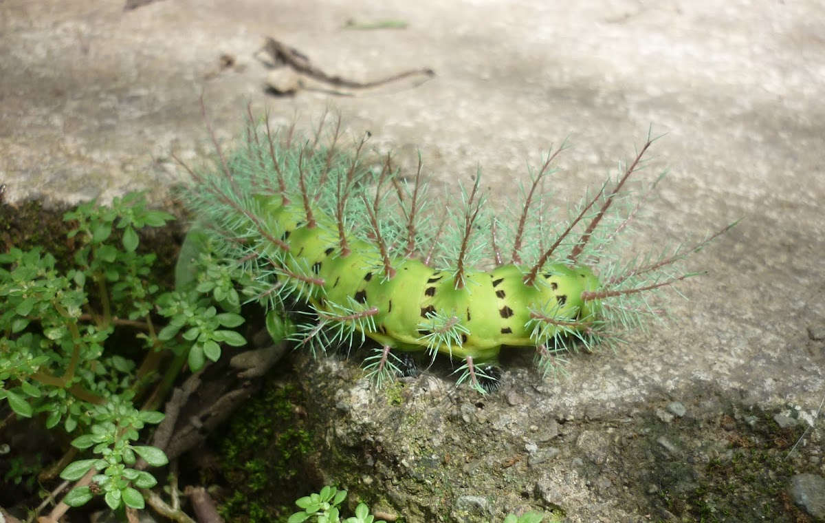 Stinging Silkmoth Caterpillar