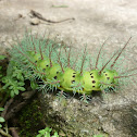 Stinging Silkmoth Caterpillar