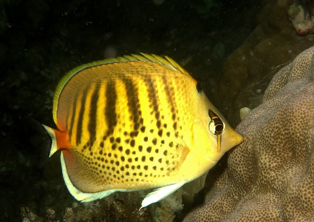 Spot-banded Butterfly Fish