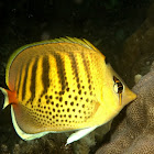 Spot-banded Butterfly Fish