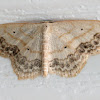 Large-lace Border Moth