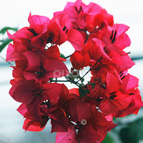 by Bobby Pratama - Nature Up Close Leaves & Grasses