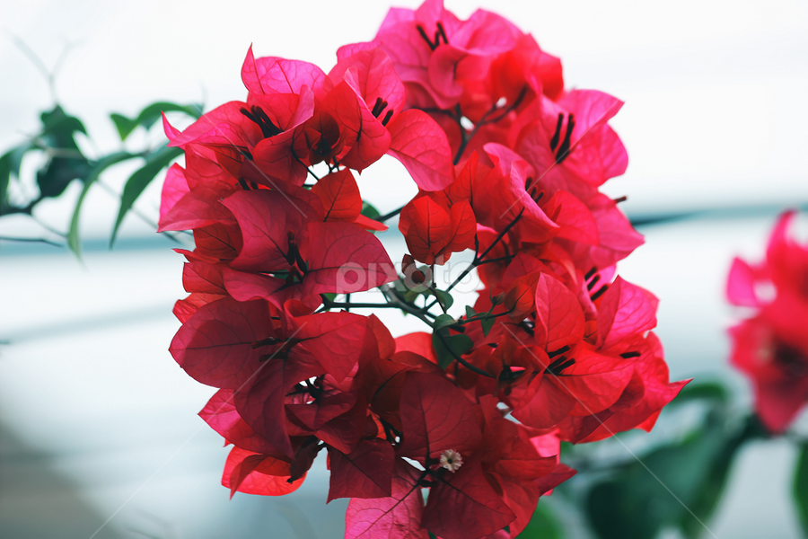 by Bobby Pratama - Nature Up Close Leaves & Grasses