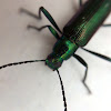 metallic green/purple beetle