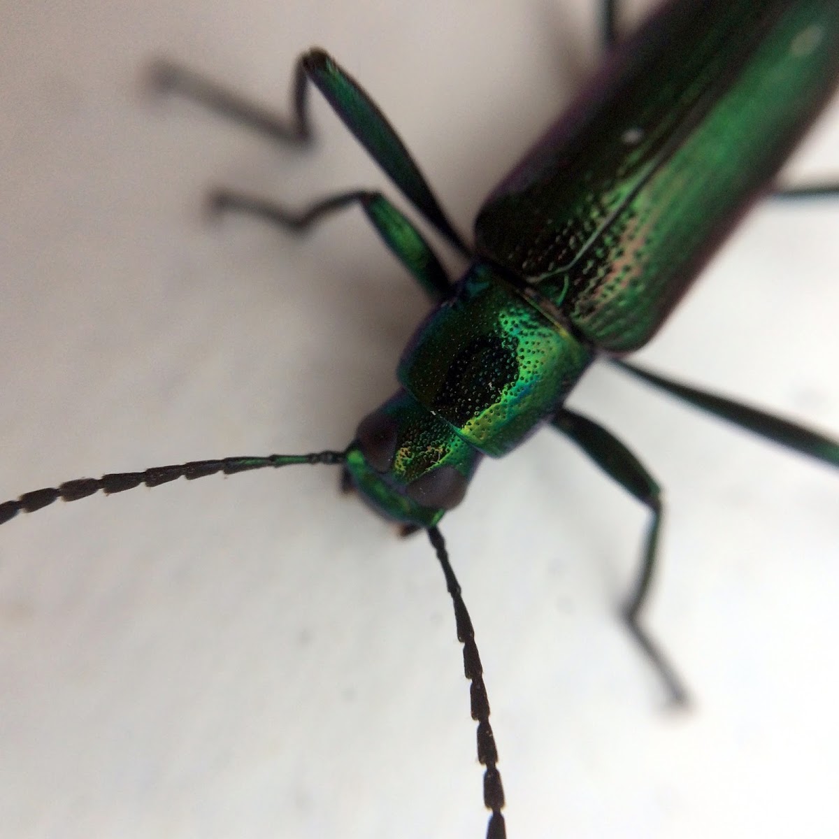metallic green/purple beetle