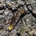 Gold-and-Brown Rove Beetle